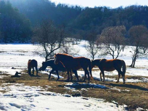 保濟(jì)丸能治療失眠嗎