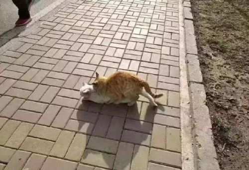 養生中醫如何治療失眠