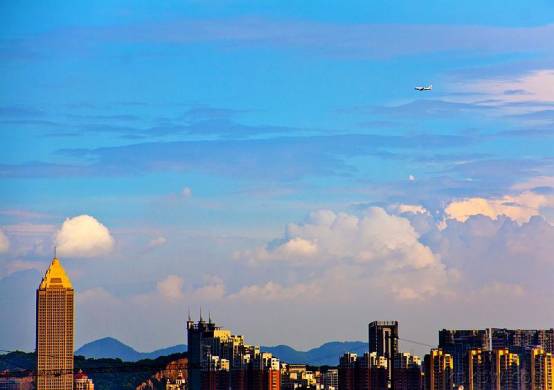 野菊花和蜂蜜能治療失眠嗎